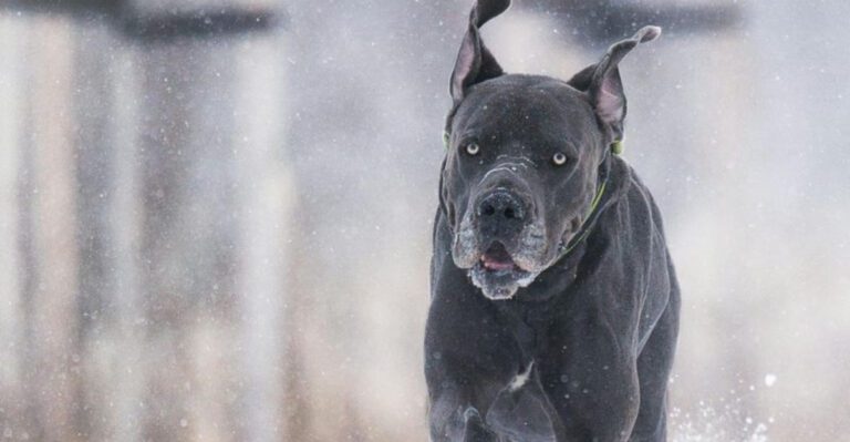 10 impressive dogs that dominate attention the moment they appear plus 5 calm breeds that bring the opposite energy dog news