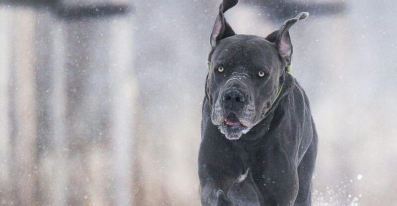 10 impressive dogs that dominate attention the moment they appear plus ...