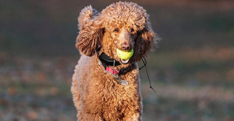 10 intelligent dog breeds that thrive on learning and problem solving dog news