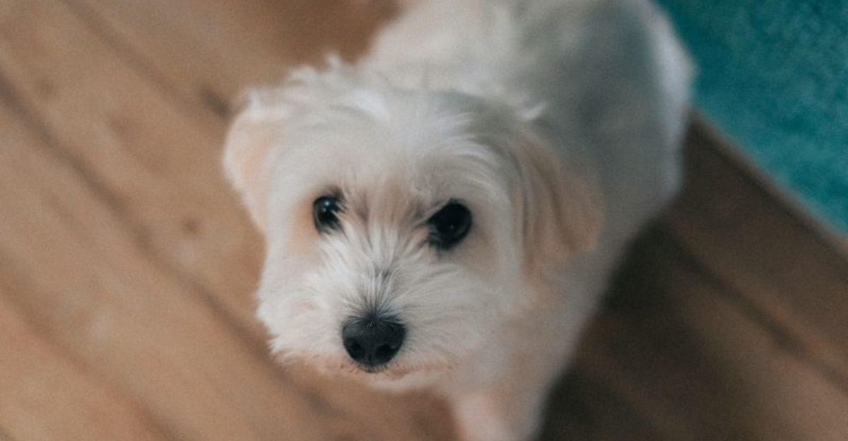 10 low shedding dogs allergy sufferers are choosing more than ever