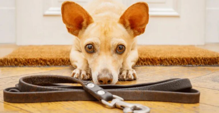 10 painful mistakes dogs never fully understand but deeply feel dog news