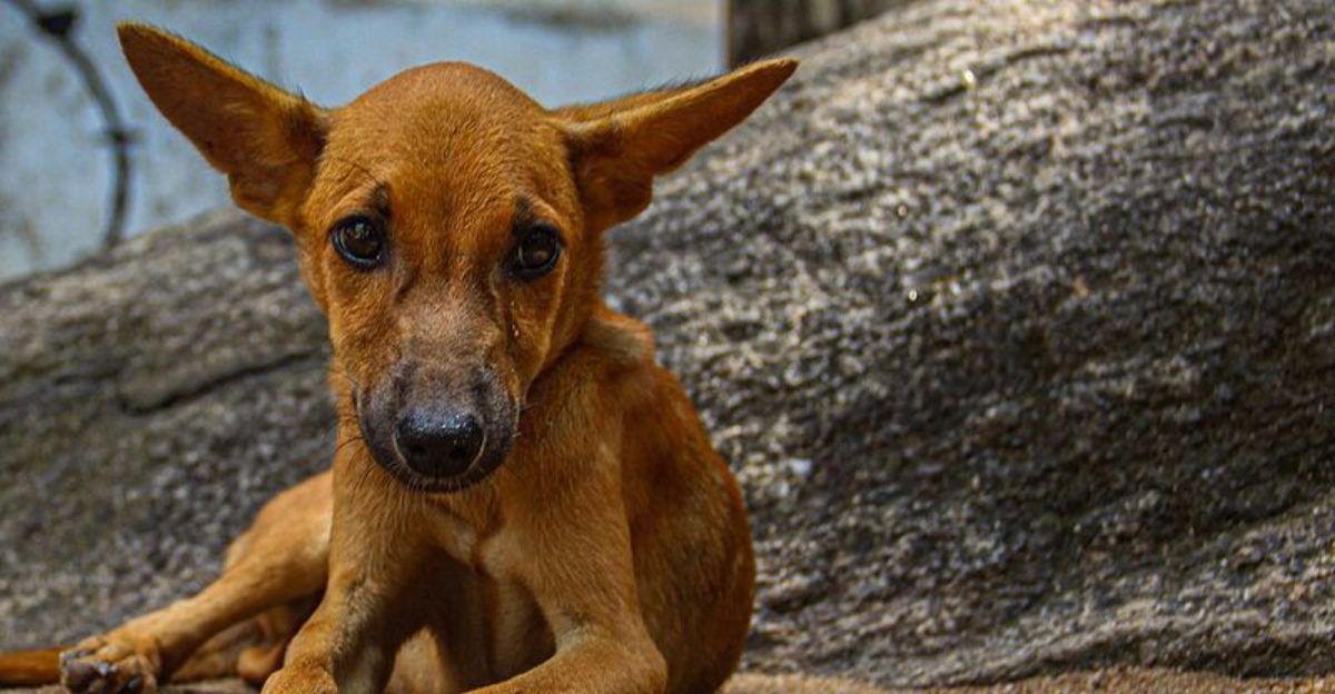 10 phrases dog trainers recommend avoiding around dogs