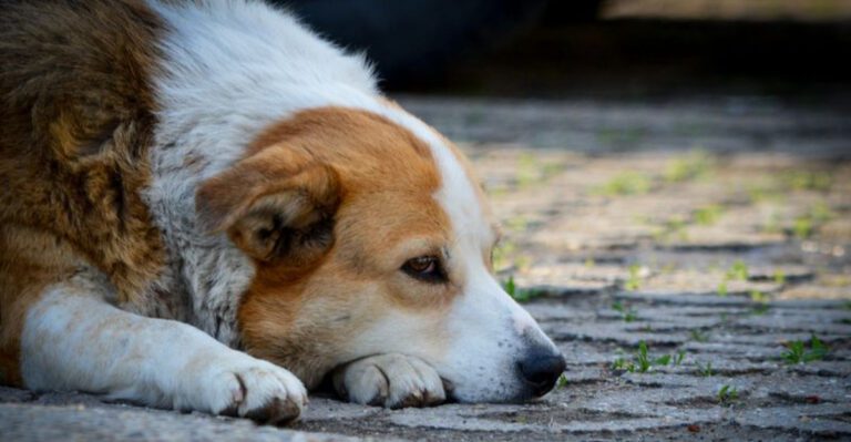 10 powerful signs your dog experiences emotions more deeply than most breeds dog news
