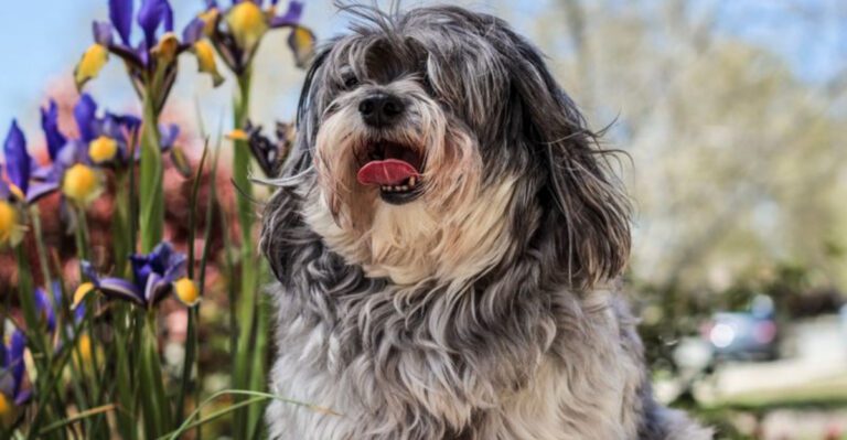 10 reserved dog breeds that appreciate calm and personal space dog news