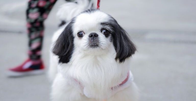 10 reserved dogs that may dislike crowds but deeply connect with the right people dog news
