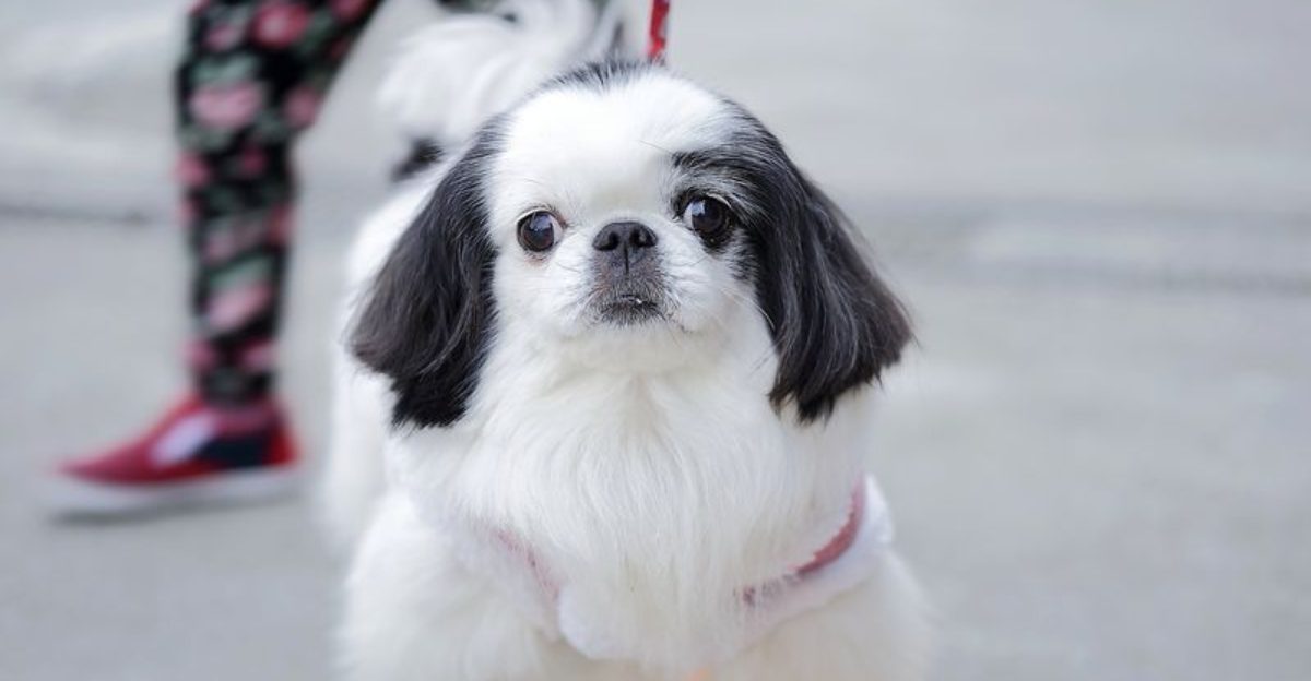 10 reserved dogs that may dislike crowds but deeply connect with the right people