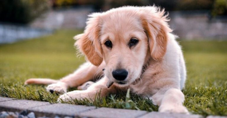 10 ridiculous things dogs do that make life way more entertaining dog news