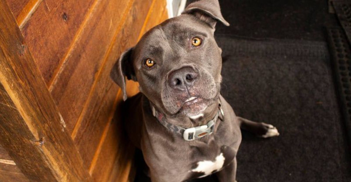 10 signs your dog believes he’s the leader in your home