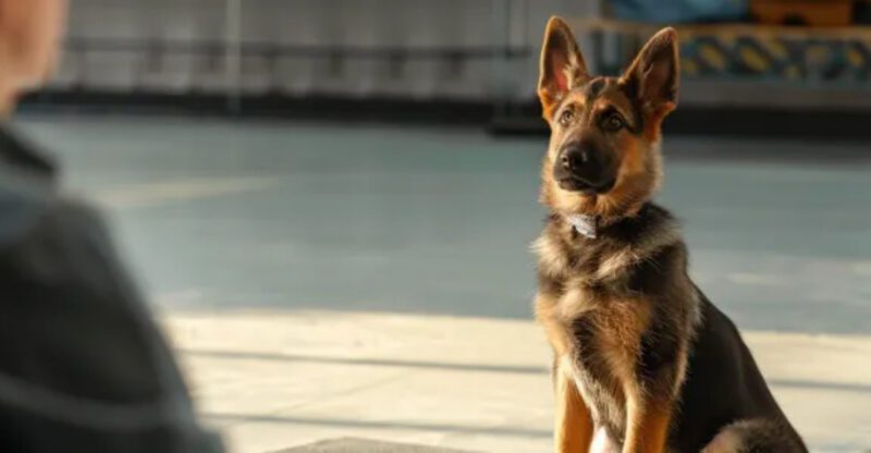 10 sounds your dog secretly hates more than you realize