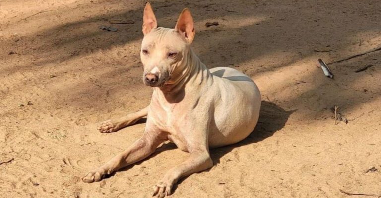 10 striking hairless dog breeds that look almost unreal in person dog news