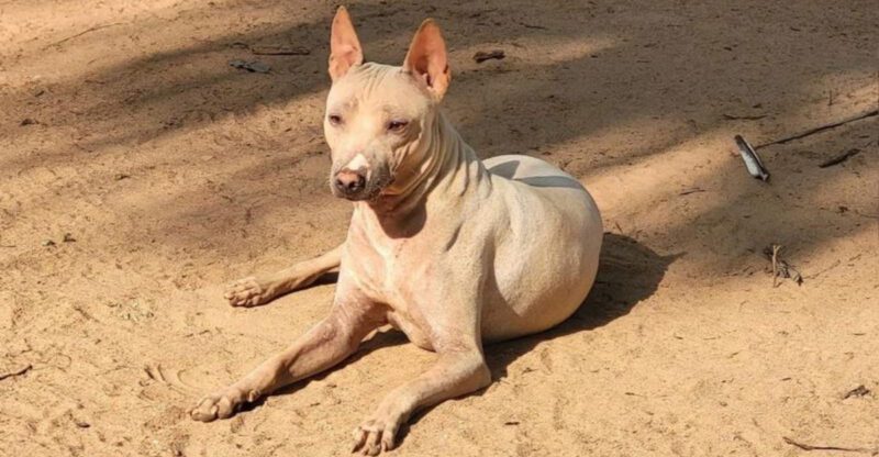 10 striking hairless dog breeds that look almost unreal in person