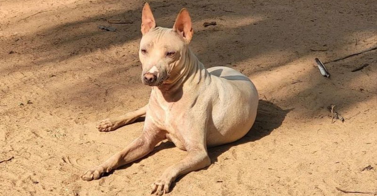 10 striking hairless dog breeds that look almost unreal in person