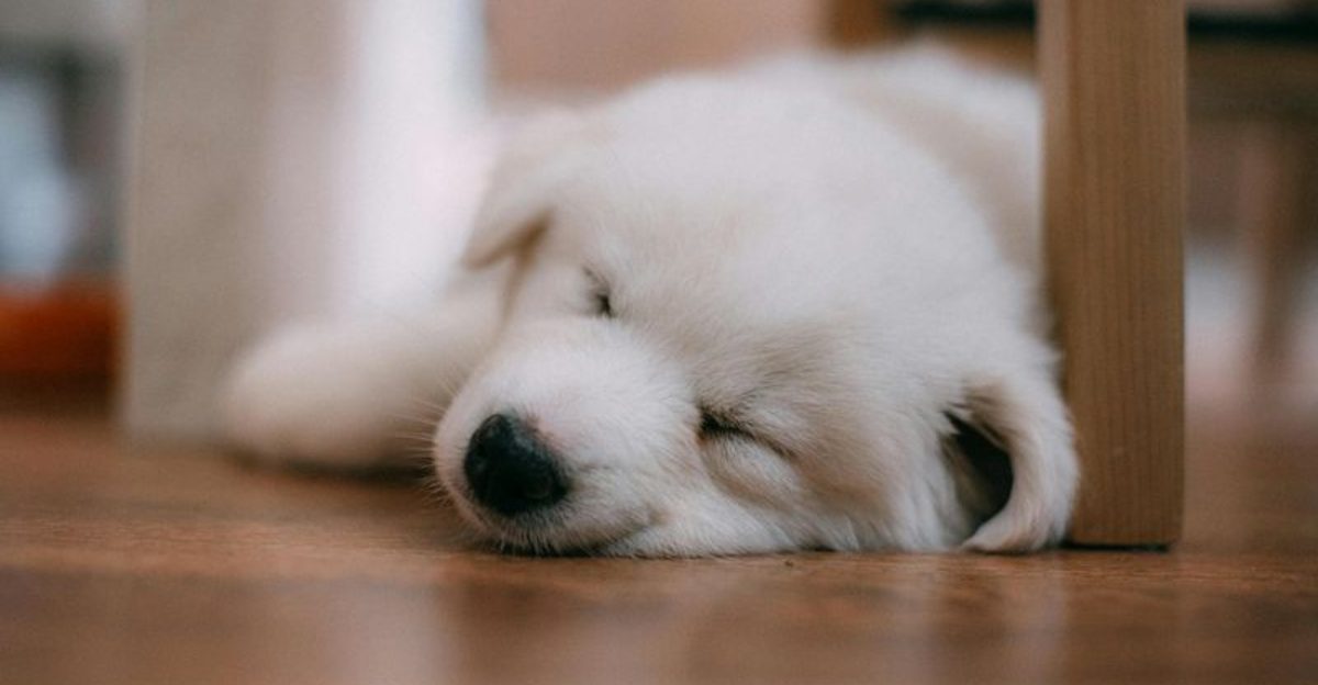 10 subtle clues your dog is in pain and youre missing them