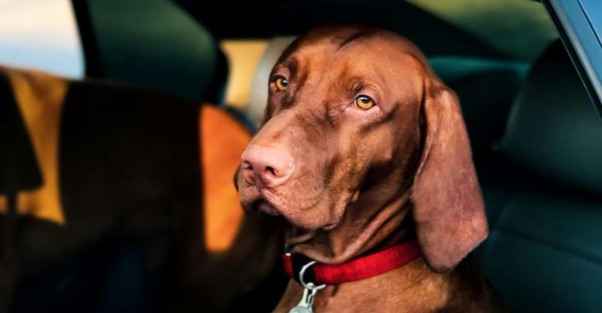 10 surprising Vizsla facts that explain the breed’s growing popularity