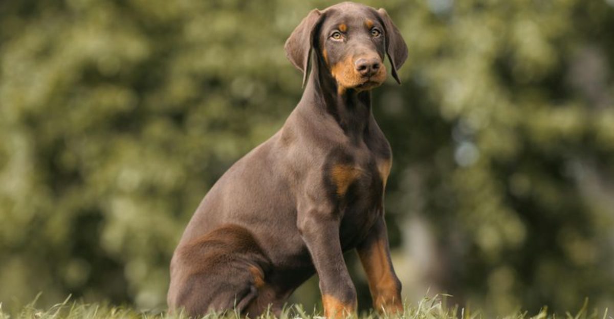 10 ultra attached dog breeds that act personally offended when you walk away