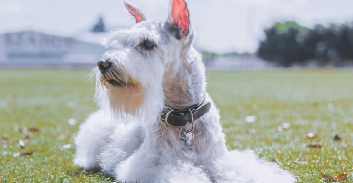 10 unforgettable dogs with iconic beards and bold personalities