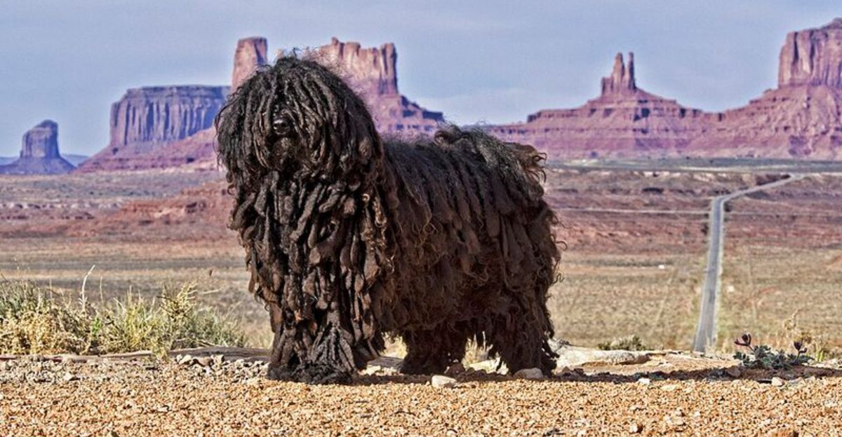 10 unusual dog breeds that don’t look like typical dogs
