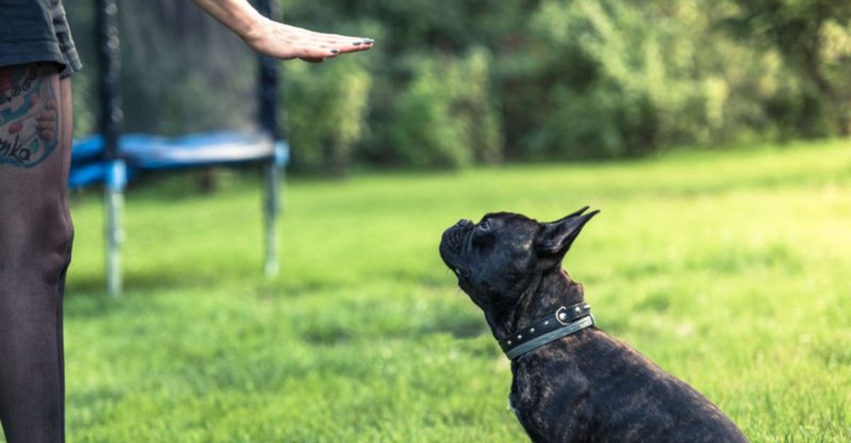 10 ways owners accidentally fail their dogs trust and respect tests