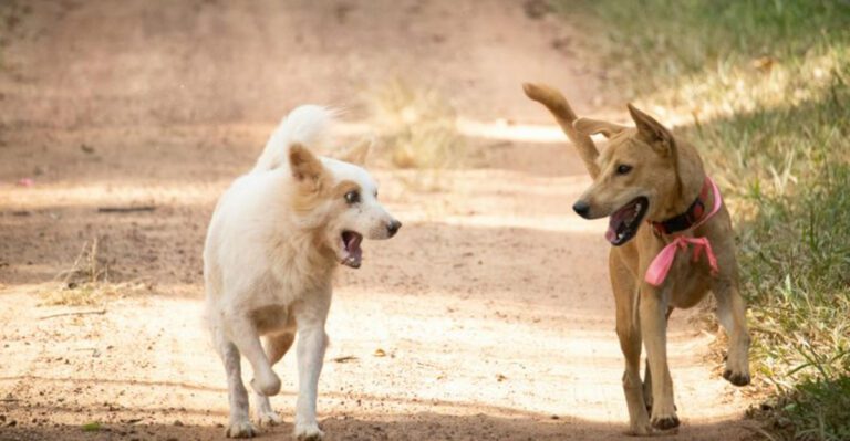 10 ways your dog may be asking for more happiness dog news