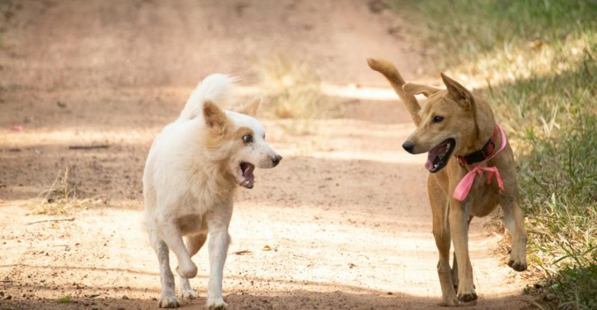 10 ways your dog may be asking for more happiness