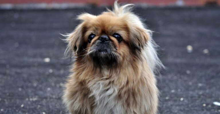 10 wonderfully calm dog breeds that make home life feel easier every day dog news