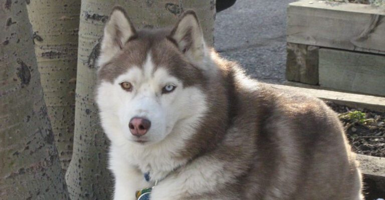 11 active dog breeds that are unhappy in cramped spaces dog news
