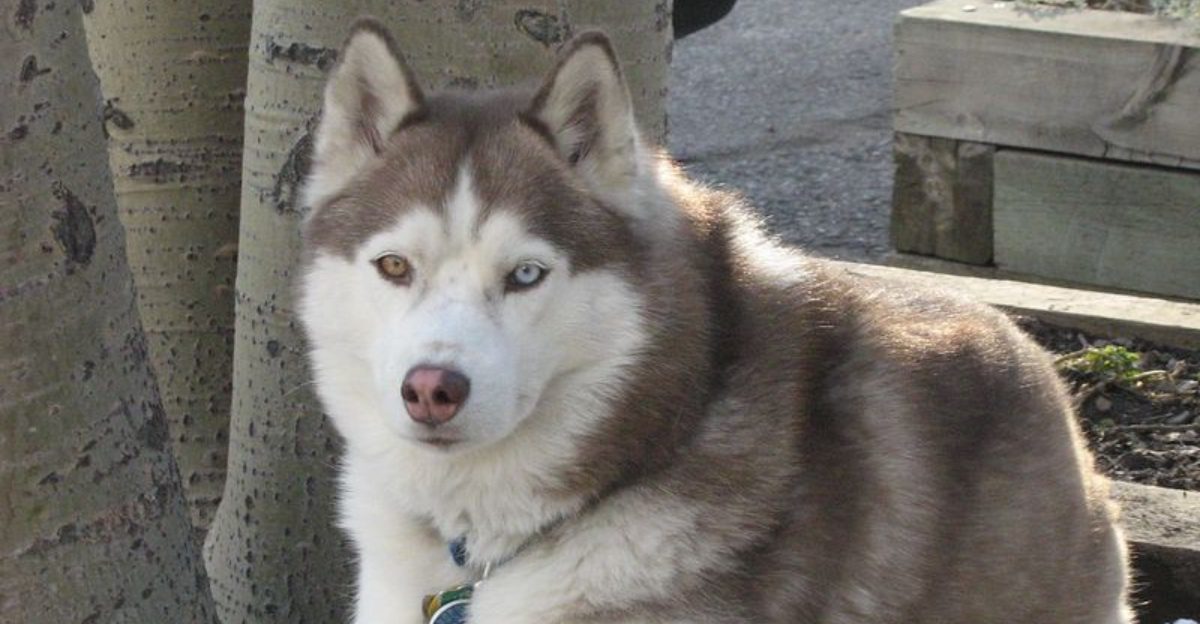 11 active dog breeds that are unhappy in cramped spaces