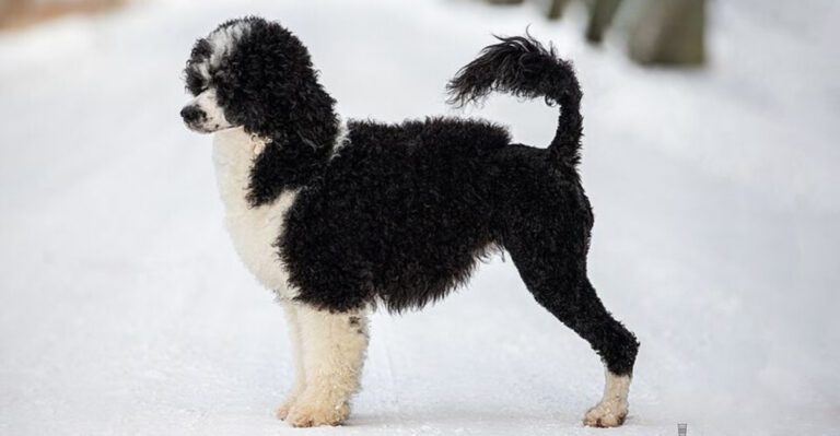 11 adventure loving dog breeds built for people who hate staying indoors dog news