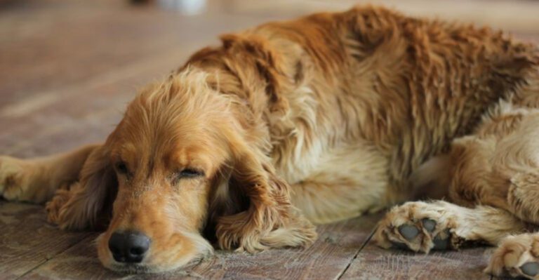 11 affectionate dog breeds that help people feel supported dog news