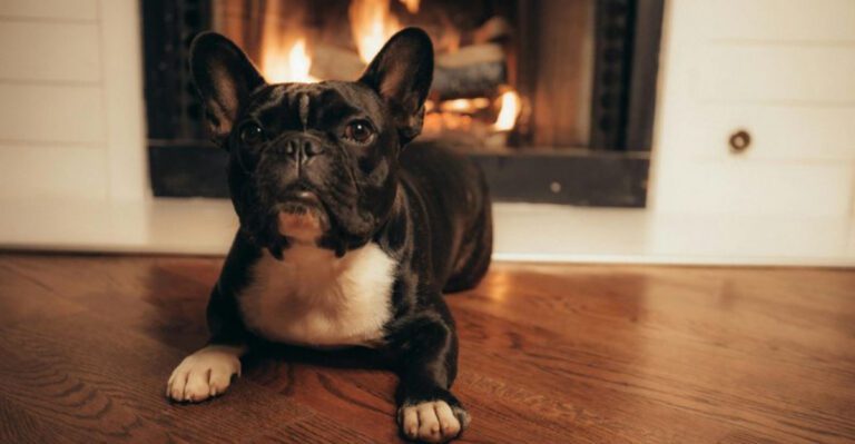 11 affectionate dog breeds that love sleeping close to their humans dog news
