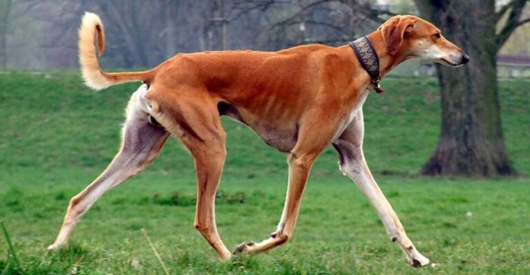 11 ancient dog breeds that have been by our side for centuries dog news