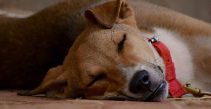 11 beautiful signs your adopted dog no longer feels abandoned or afraid