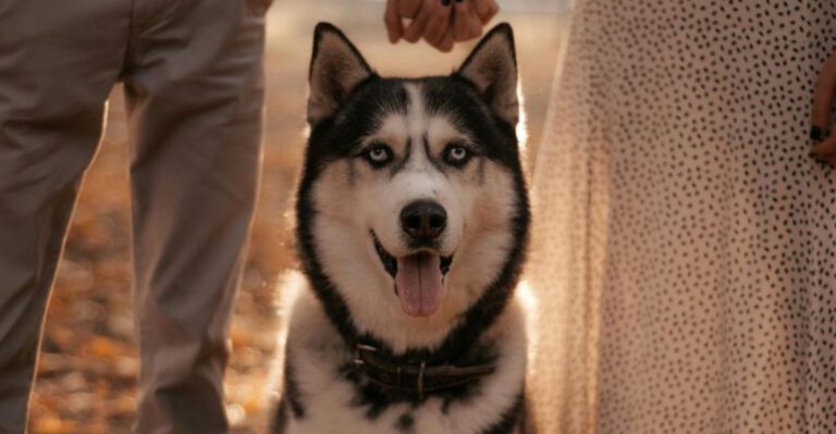 11 bizarre things your dog does when jealousy kicks in dog news