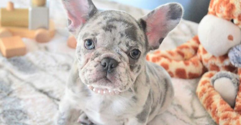 11 bossy dog breeds that run the house while loving you endlessly dog news