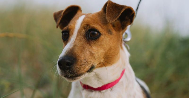 11 brave dogs that instinctively protect against snakes