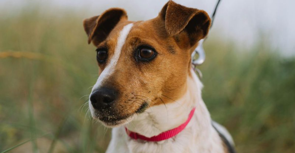 11 brave dogs that instinctively protect against snakes