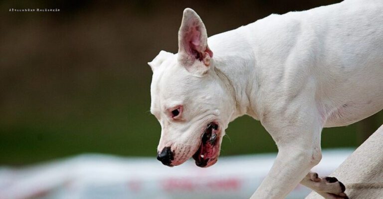 11 breeds people keep putting Do not approach gear on and not everyone thinks its justified dog news