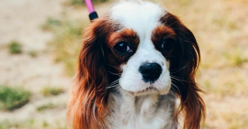 11 calm and loyal dogs seniors say make life better