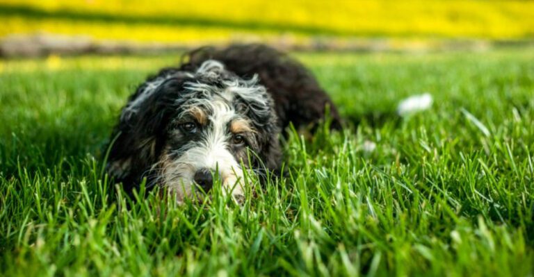11 controversial designer dog breeds raising serious ethical concerns dog news