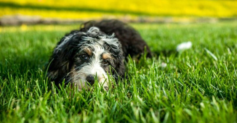 11 controversial designer dog breeds raising serious ethical concerns