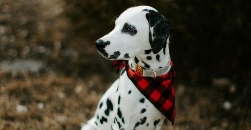 11 dog breeds many vets would never recommend for family life