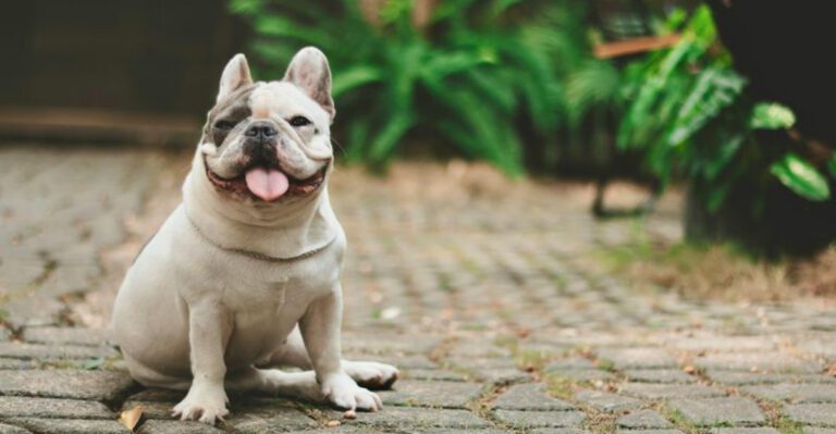 11 dog breeds owners praise constantly while quietly struggling with the trade offs dog news