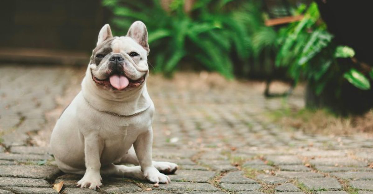 11 dog breeds owners praise constantly while quietly struggling with the trade offs