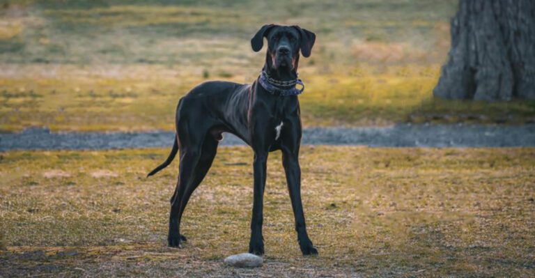 11 dog breeds people fear the most plus 3 lovable dogs unfairly dragged into the conversation dog news