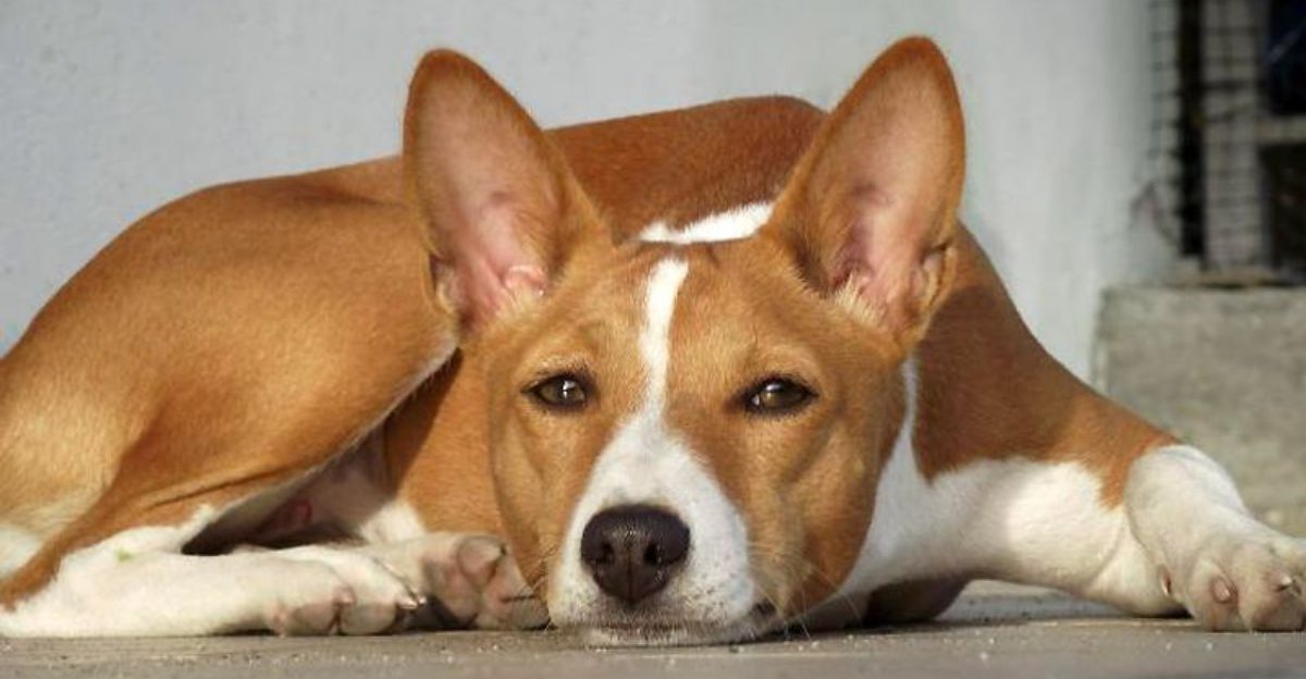 11 dog breeds that couldnt care less about impressing strangers and owners love that attitude