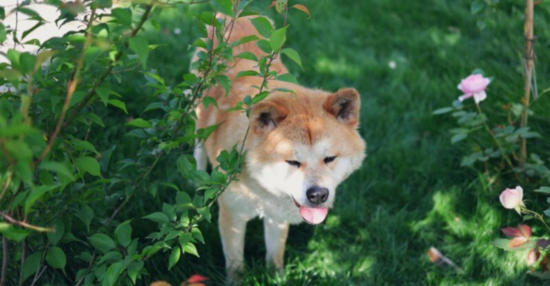 11 dog breeds that dont just need training they need the right kind of owner