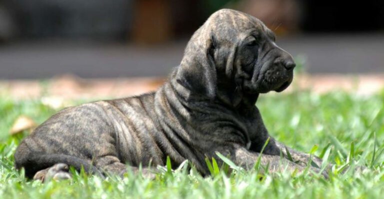 11 dog breeds that struggle badly in normal household environments dog news