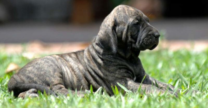 11 dog breeds that struggle badly in normal household environments