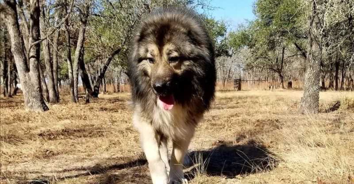 11 dog breeds that trust everyone too easily and 4 that trust almost no one