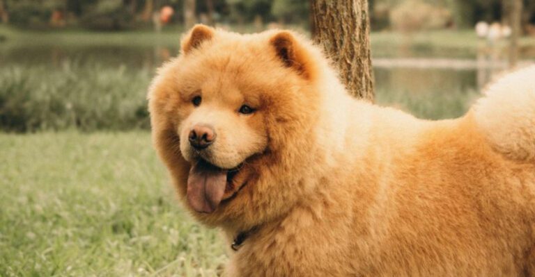 11 dog breeds that would choose freedom over emotional attachment every time dog news